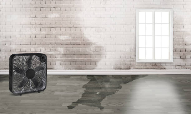 Best Professional water damage repair  in Gleason, TN
