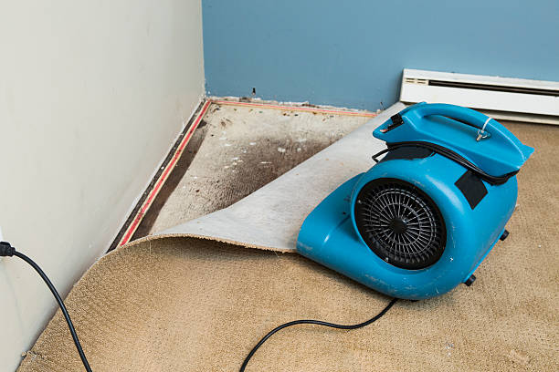 Best Ceiling water damage repair  in Gleason, TN
